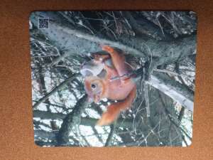 Eichhörnchen-Mousepad mit Tierlaut und Tierinfos zum Anhören