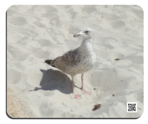 Möwe Mousepad mit Tierlaut und Tierinfos zum Anhören