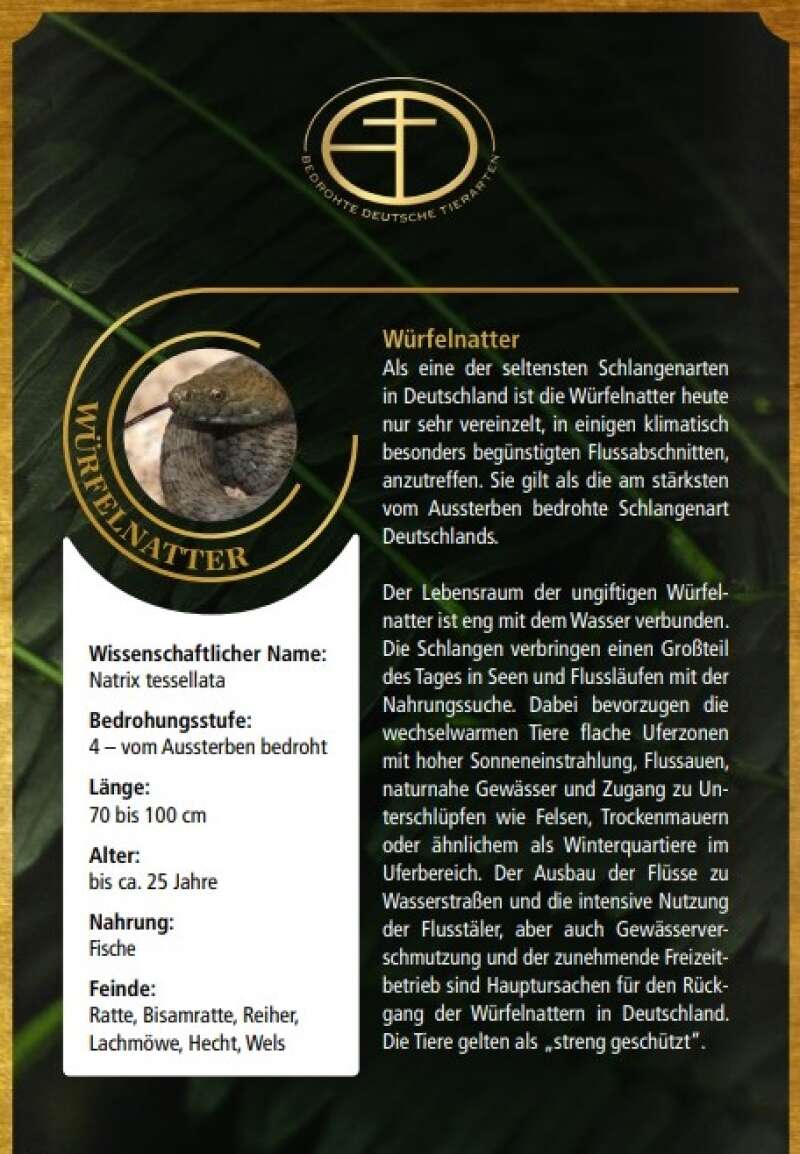 Miniaturansicht des Produkts